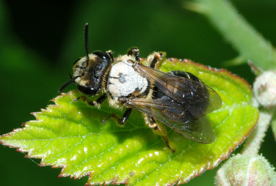 femmina di Andrena sp. sporca di fango